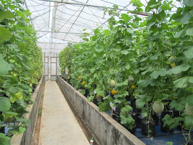 Phát triển mô hình trồng rau màu hoa kiểng trong nhà lưới và nhà màng   Báo Cần Thơ Online