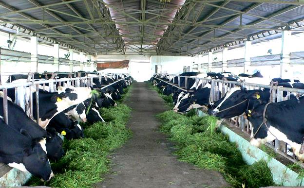 Tổng hợp 97 hình về mô hình chăn nuôi bò sữa  daotaonec
