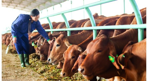 Mô hình nuôi bò thịt hiệu quả ở Cần Thơ  Kỹ Thuật Nông Nghiệp