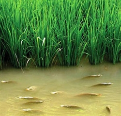 Trồng Lúa kết hợp nuôi Cá Trồng lúa nước kết hợp nuôi cá là mô hình đã  được biết đến và phổ biến ở nhiều quốc gia trên thế giới trong đó